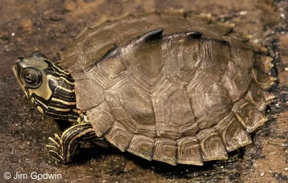 alabama map turtle