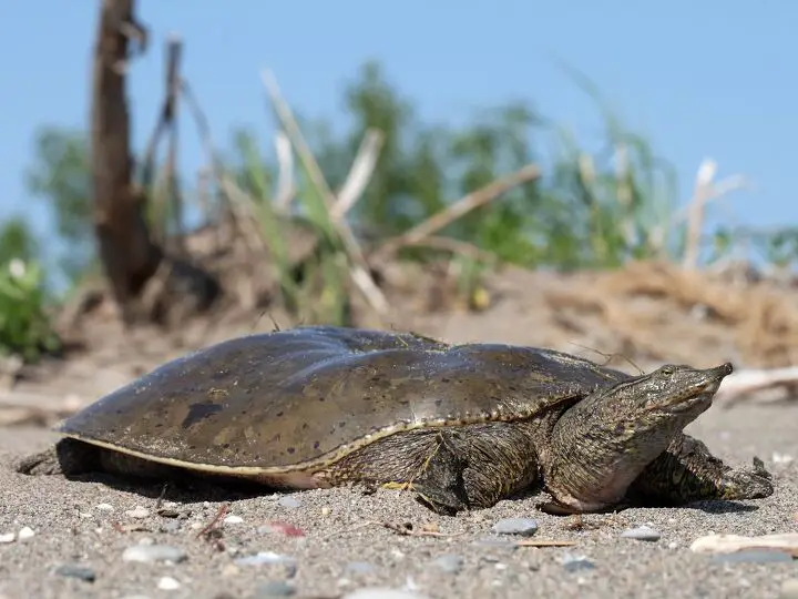 spiny softshell turtle