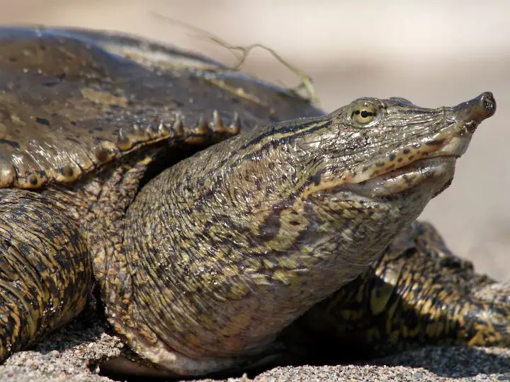 spiny softshell turtle