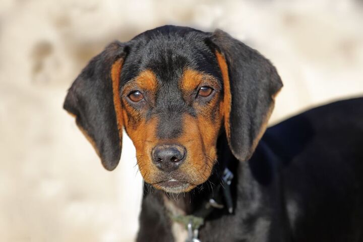 austrian black and tan hound