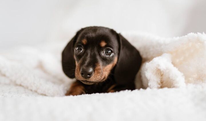 austrian black and tan hound