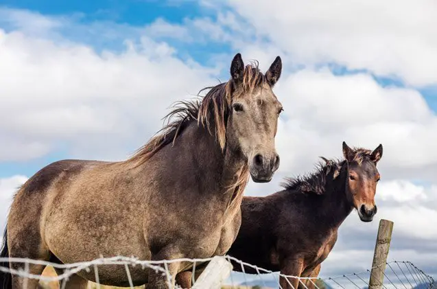 irish draught horse