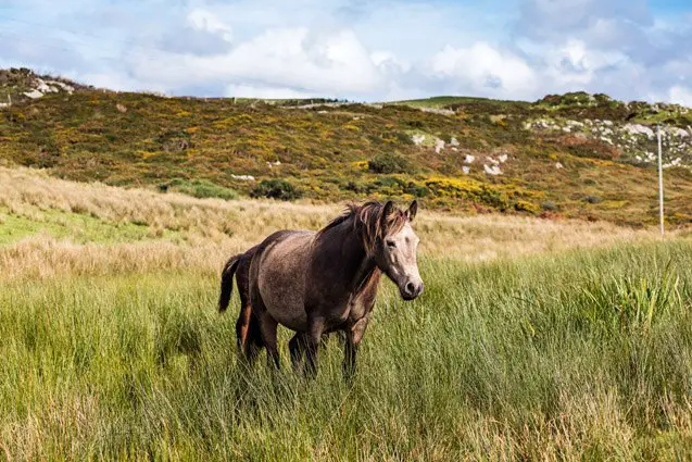 irish draught horse