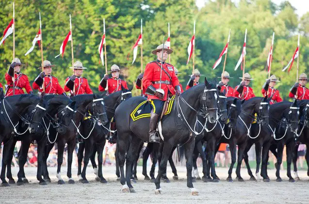 canadian horse