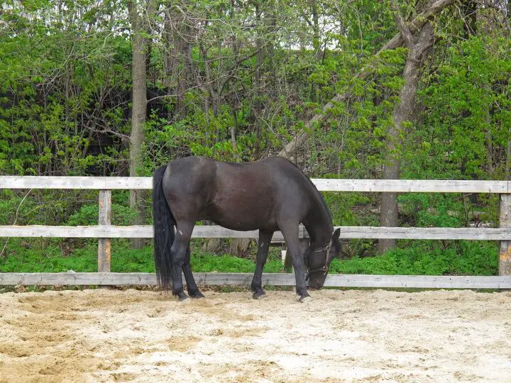 canadian horse