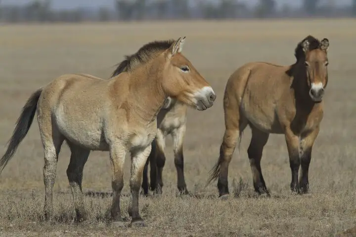 mongolian horse