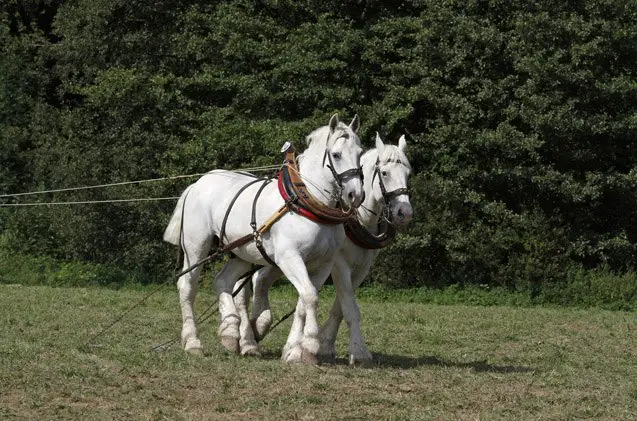 boulonnais horse