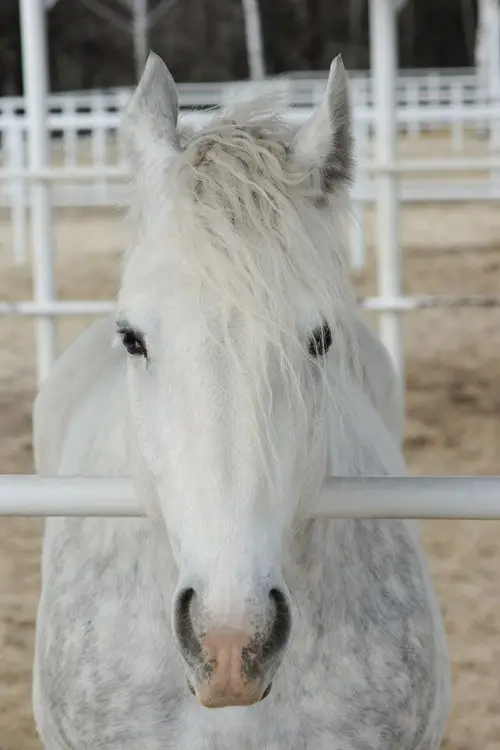 boulonnais horse