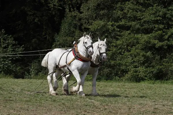 boulonnais horse