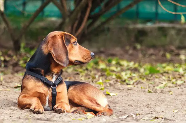 tyrolean hound