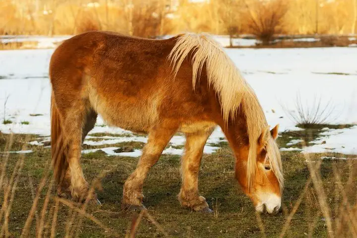 breton horse