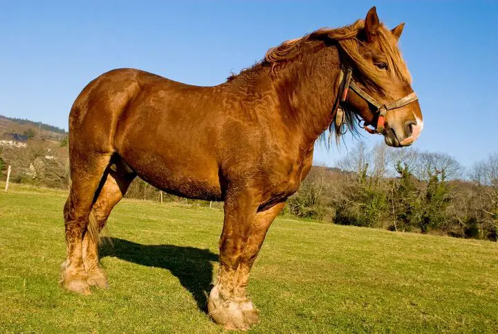 breton horse