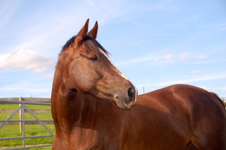 selle franais horse