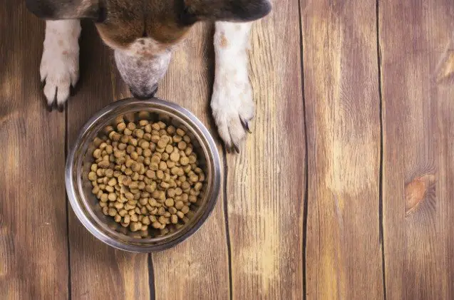 more dog food recalls due to listeria and salmonella