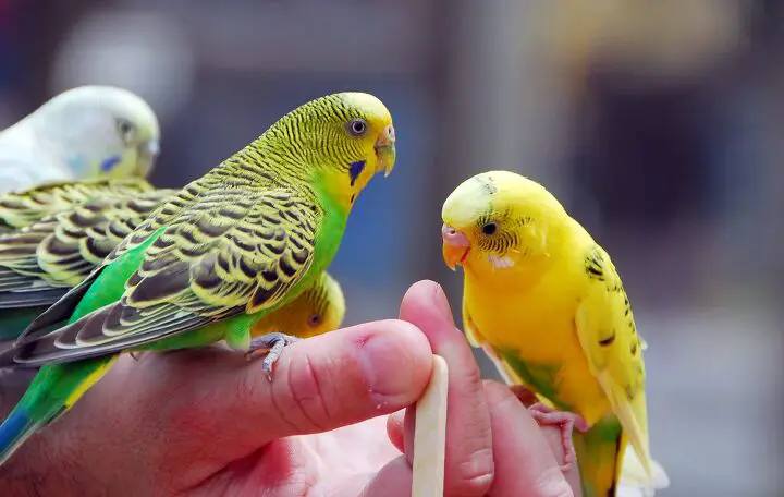 budgerigar parakeet