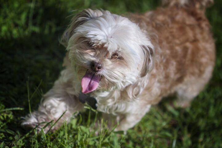 sheltie tzu