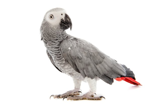 african grey congo