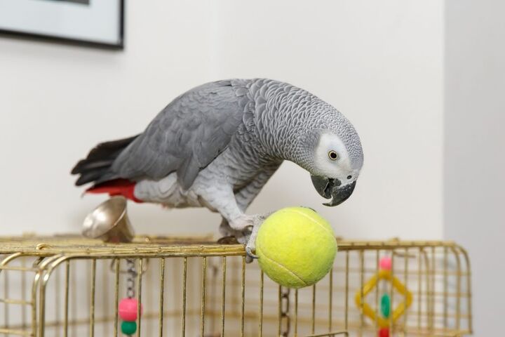 african grey congo