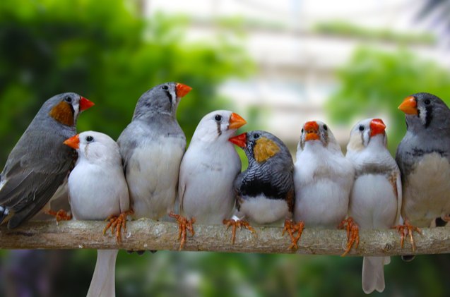 zebra finch