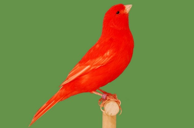 red factor canary