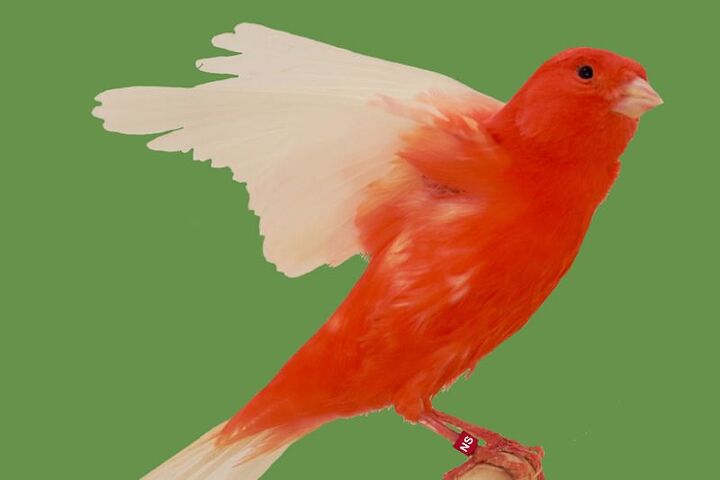 red factor canary