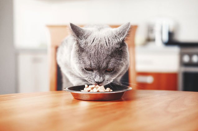 do cats prefer more nutritious foods