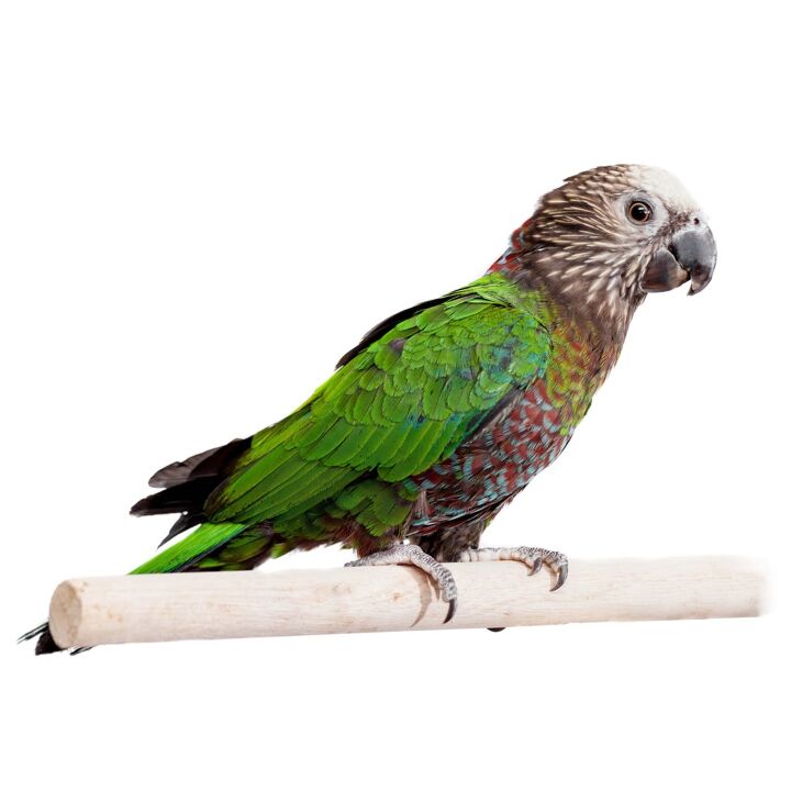 hawk headed parrot