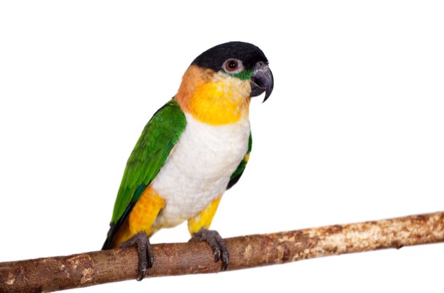 black headed caique