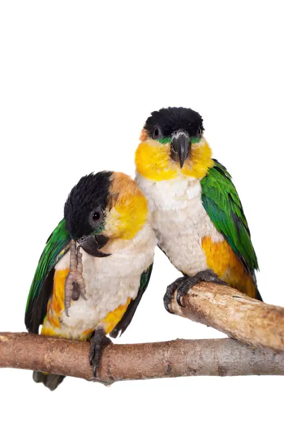 black headed caique