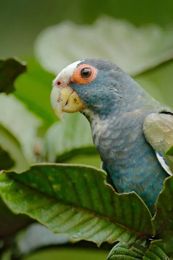 white capped pionus