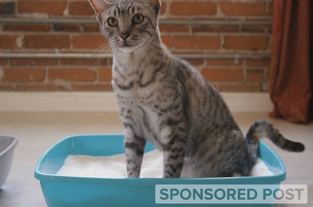 how to solve the 7 most common kitty litter problems