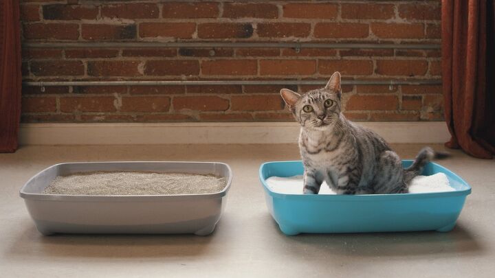 how to solve the 7 most common kitty litter problems