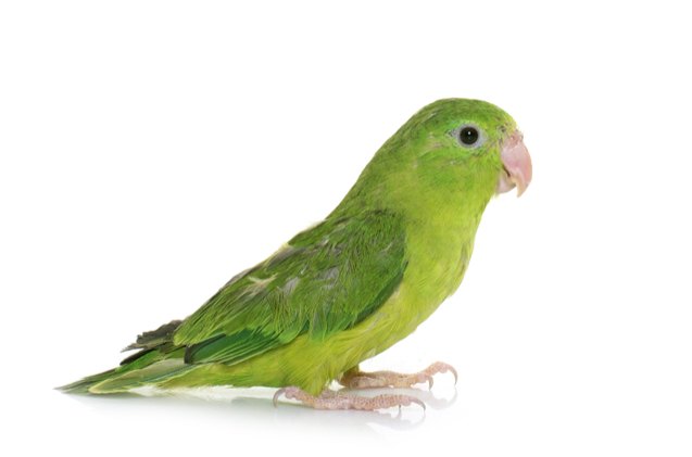 pacific parrotlet