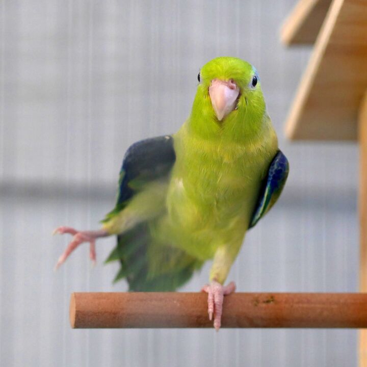 pacific parrotlet