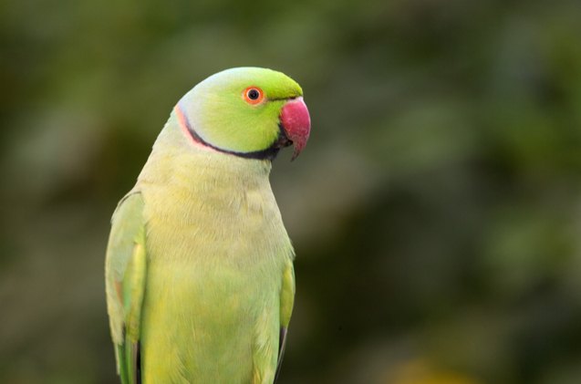 indian ringneck parakeet