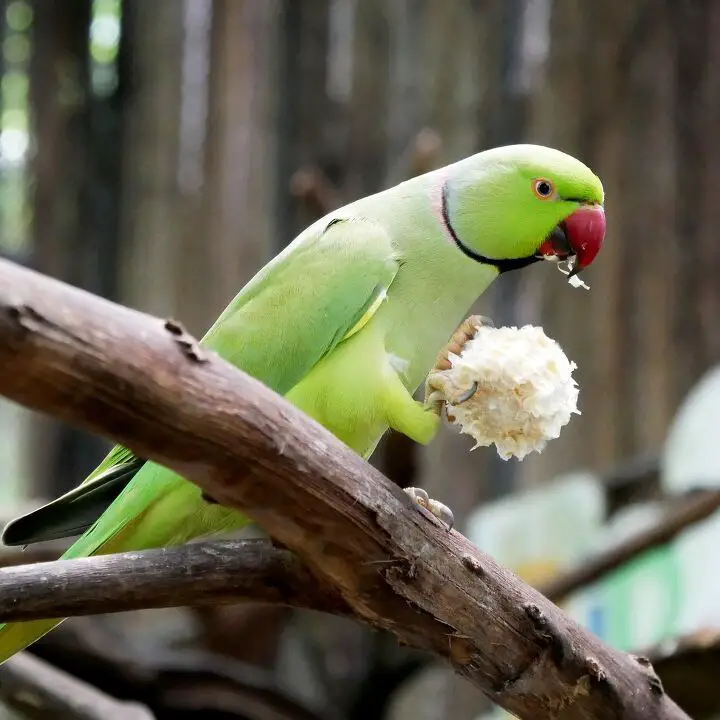 indian ringneck parakeet