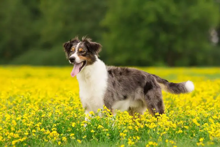 australian retriever