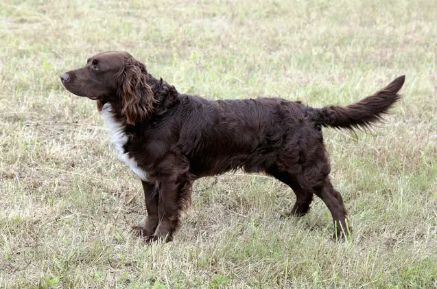 german spaniel