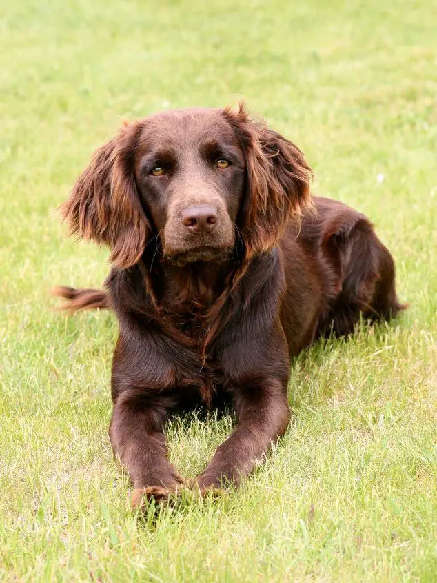 german spaniel