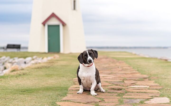 basset retriever