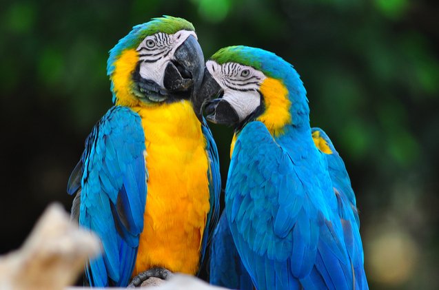 blue and gold macaw