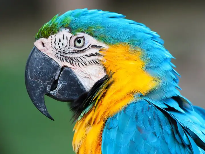 blue and gold macaw