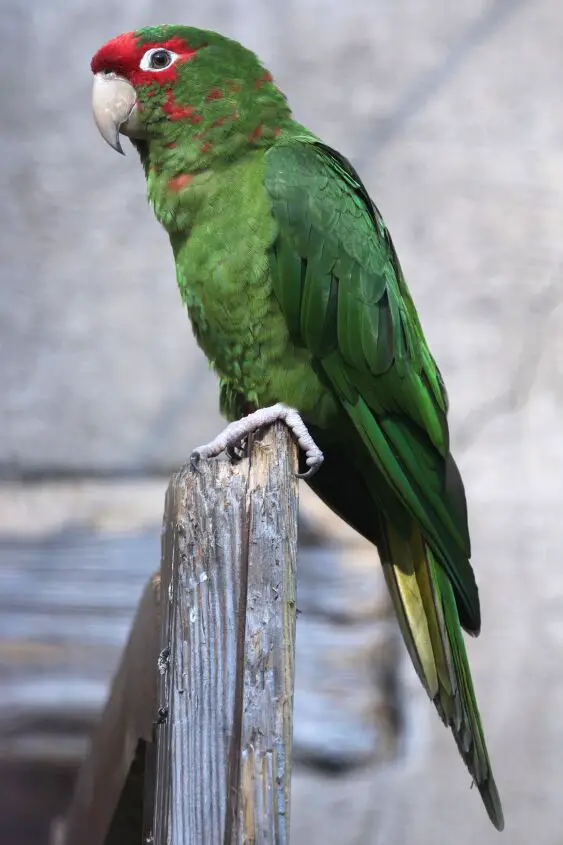 mitred conure