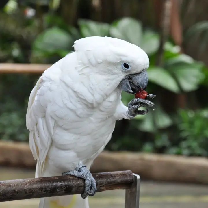 umbrella cockatoo