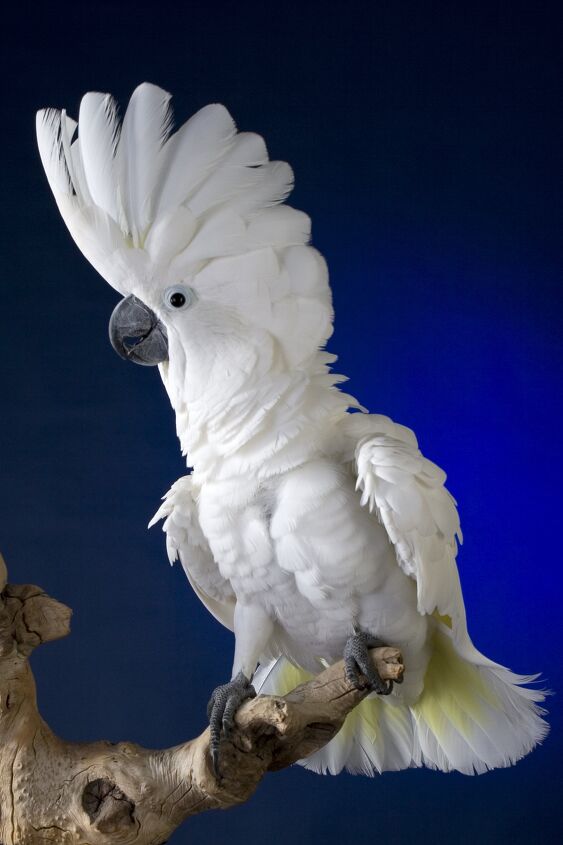 umbrella cockatoo