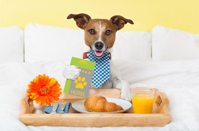 7 pet friendly hotel etiquette tips