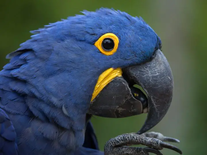 hyacinth macaw