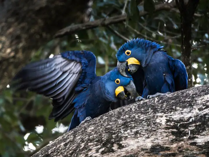 hyacinth macaw