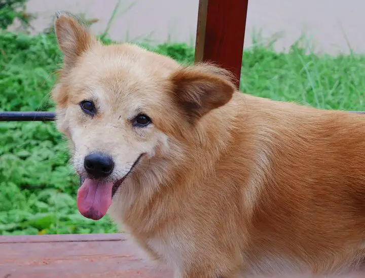 golden akita