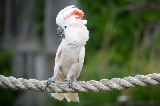 moluccan cockatoo